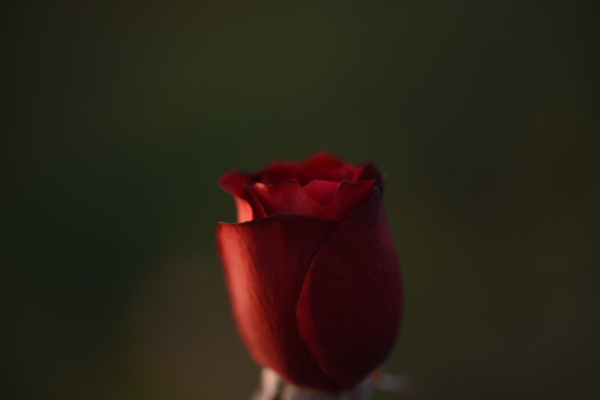 暗黑玫瑰