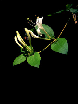 金银花