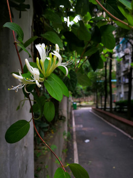 金银花