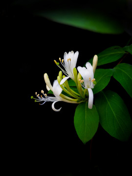 金银花