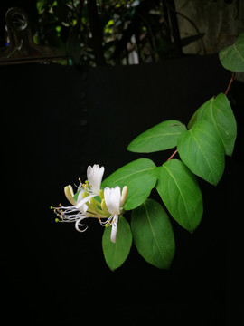 金银花
