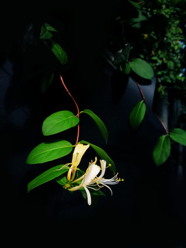 金银花