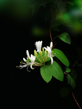 金银花