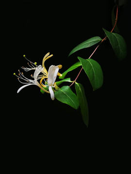 金银花