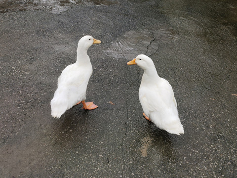 两只白色鸭子