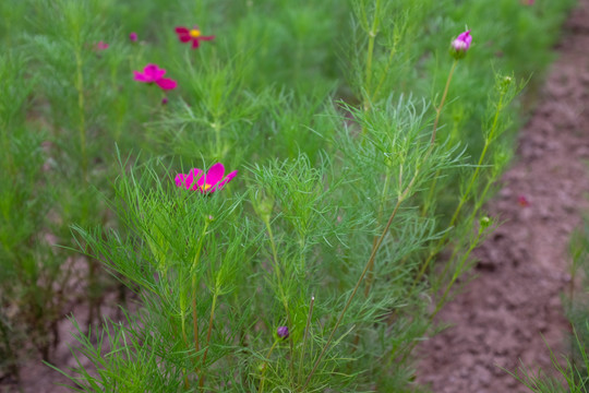 秋英波斯菊