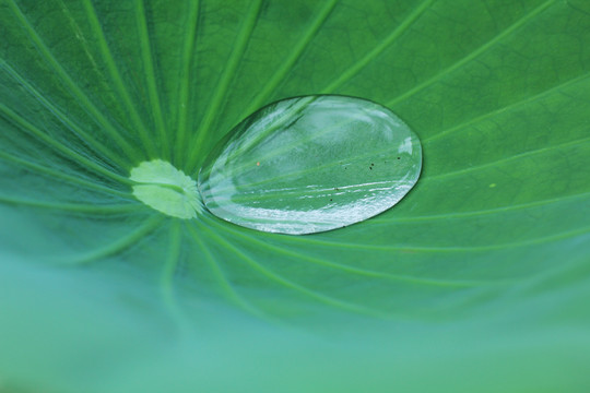 荷叶上的露水