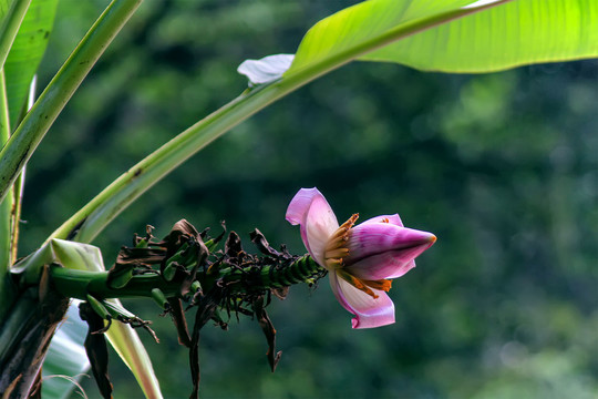 紫苞芭蕉