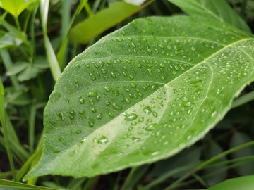 绿叶上的露珠水珠雨露均沾