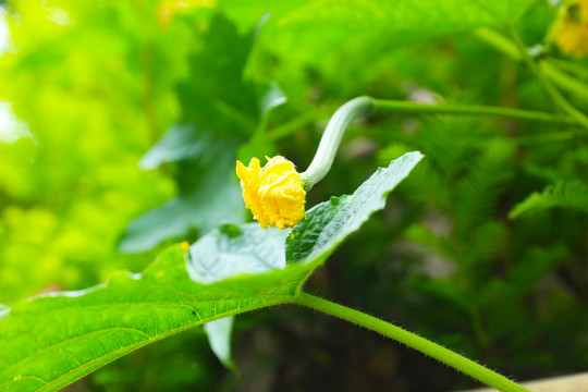 丝瓜花