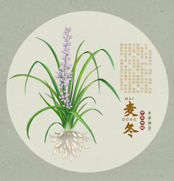 中草药麦冬图片