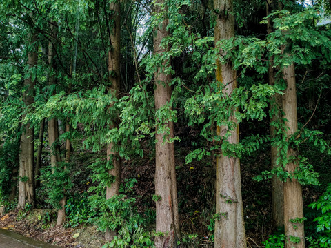 水杉树林