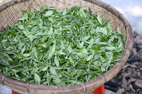 新鲜茶叶