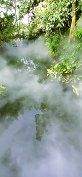 热带雨林美景