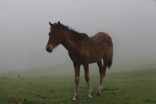 云雾中自在的马儿