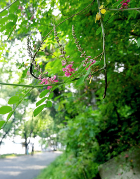 木蓝