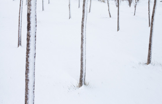 雪地的树林