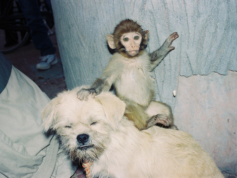 猴子和小狗