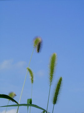 狗尾巴草