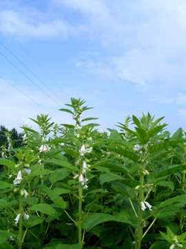 芝麻开花