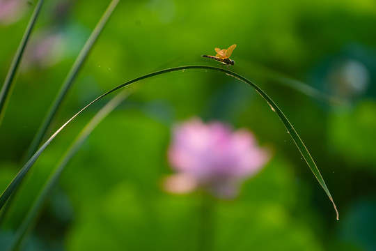 夏日荷塘