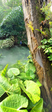 热带雨林美景