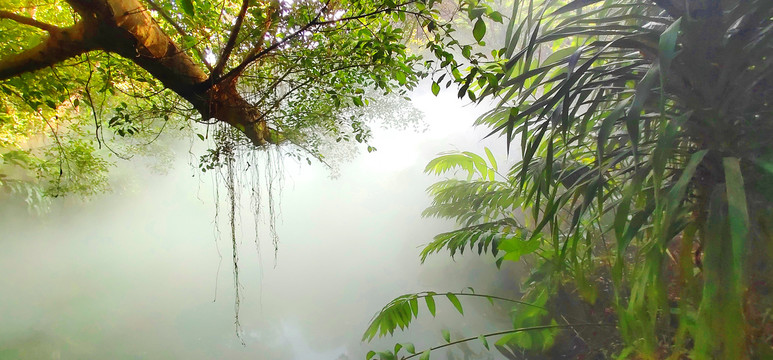 热带雨林美景