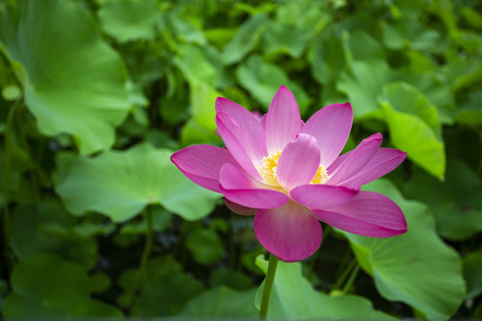 荷花池