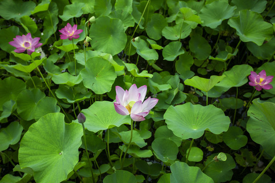 荷花池