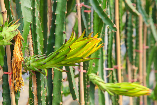 火龙果花