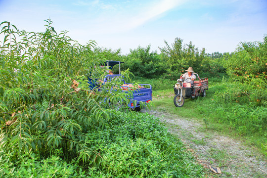 水蜜桃种植基地