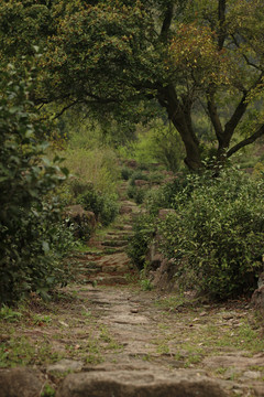 山里的石阶小路