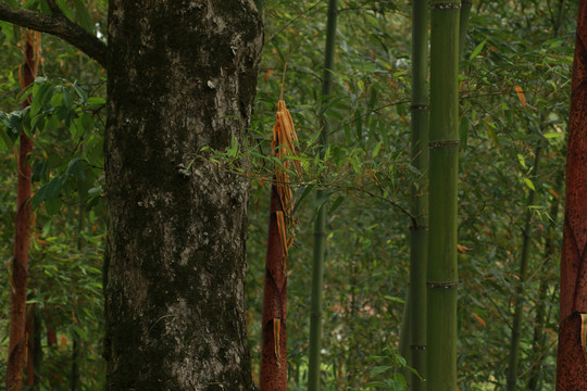 竹林里拔高的红壳笋