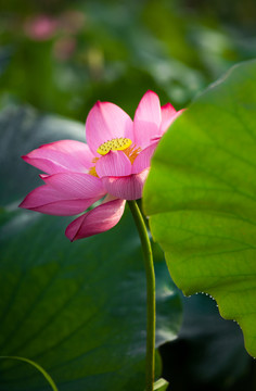 荷花莲花