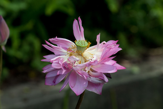 舞动莲花