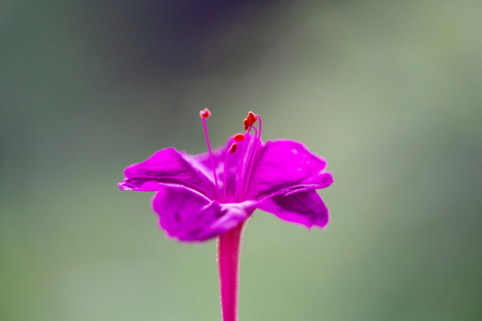 紫茉莉