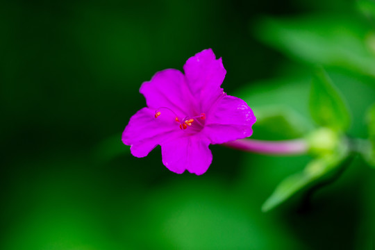 紫茉莉