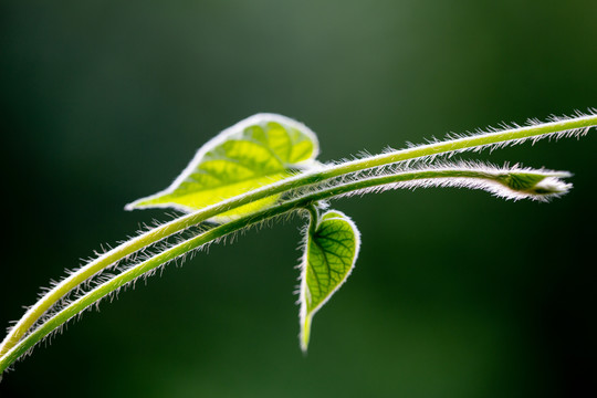 新芽