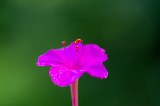 紫茉莉