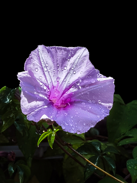 雨后牵牛花