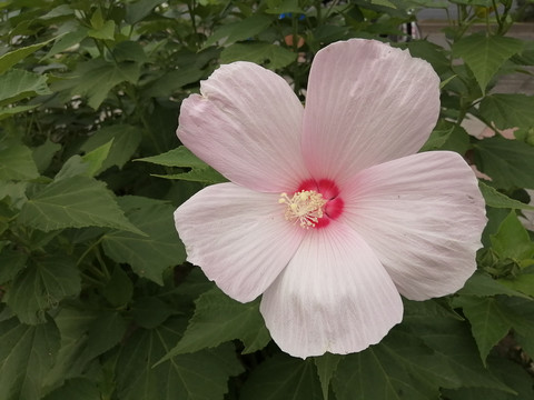 大花秋葵草芙蓉