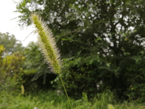 狗尾草狼尾草狗尾巴花