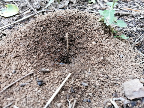 蚁巢蚁穴蚂蚁窝