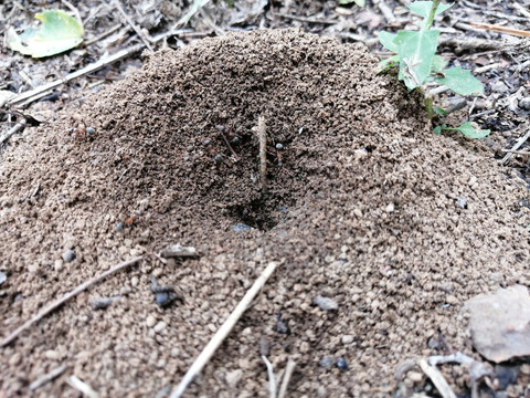 蚂蚁窝蚁巢蚁穴