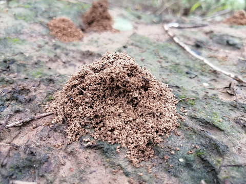 蚂蚁窝蚁巢蚁穴