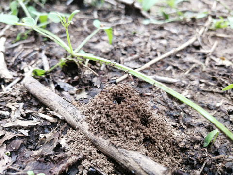 蚂蚁窝蚁巢