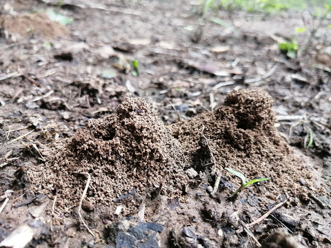 蚂蚁窝蚁巢