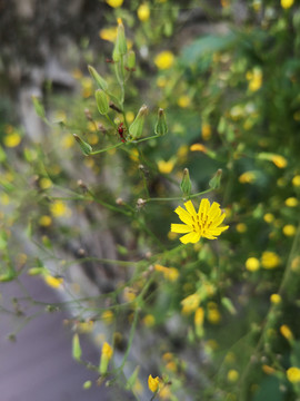 野小黄花