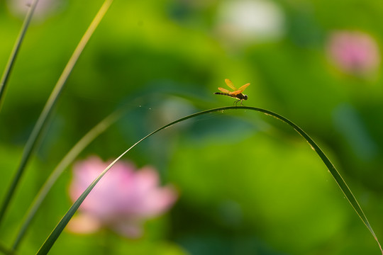 夏日荷塘