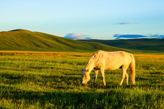 夏季草原一匹白马